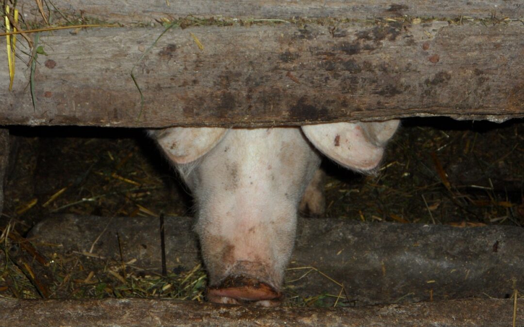 Hinterfotzigkeit