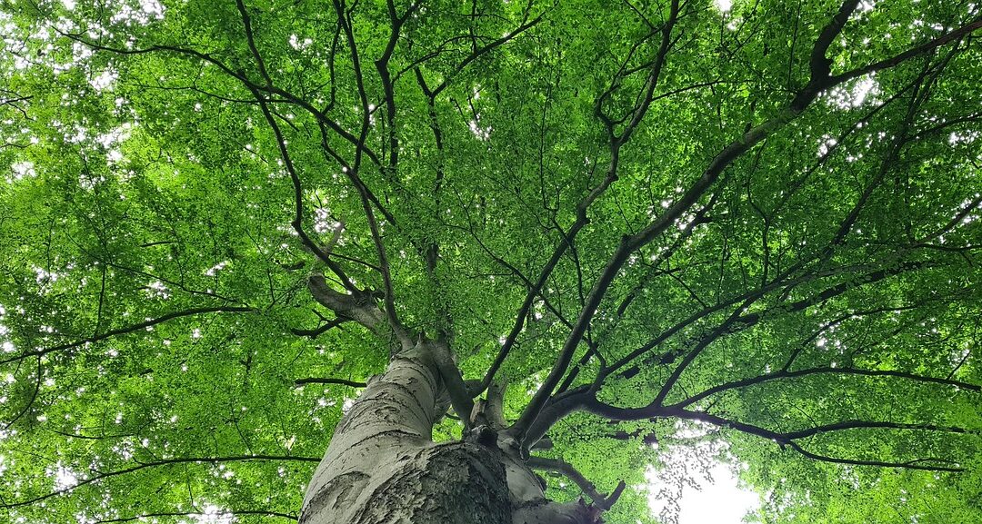 CO2 ist Leben