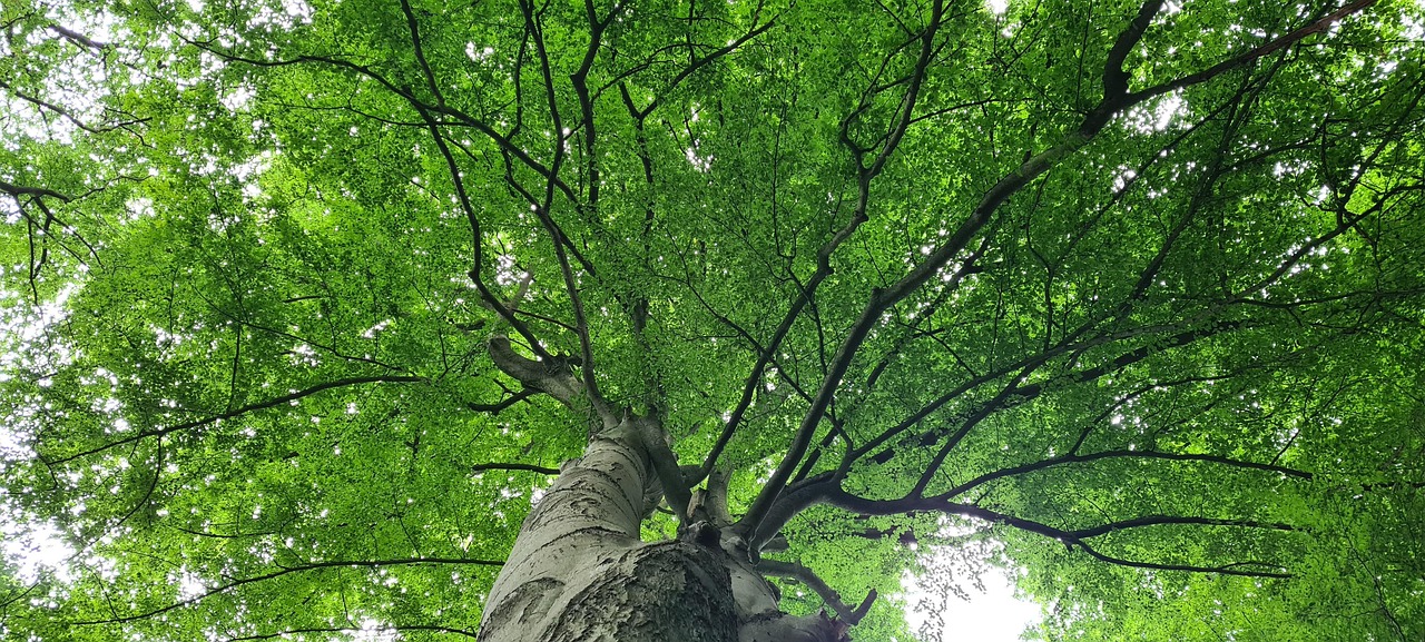 CO2 ist Leben